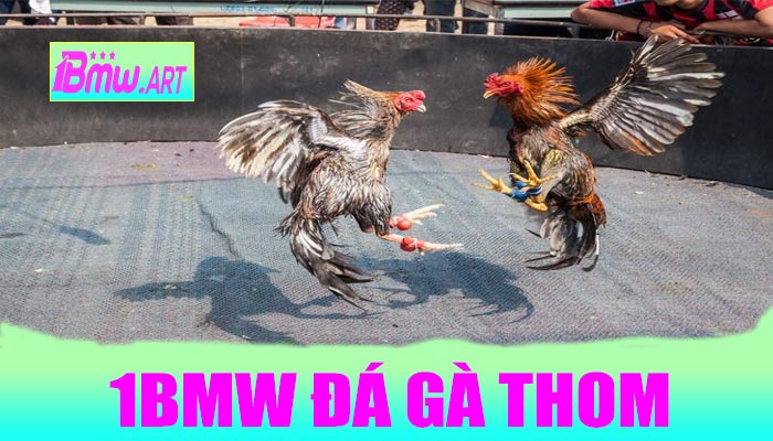 1BMW Đá Gà Thom