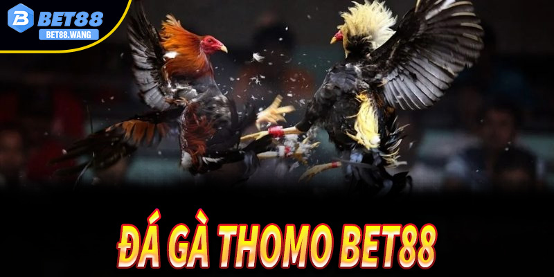 Khám phá diện mạo đẳng cấp của đấu trường đá gà Thomo